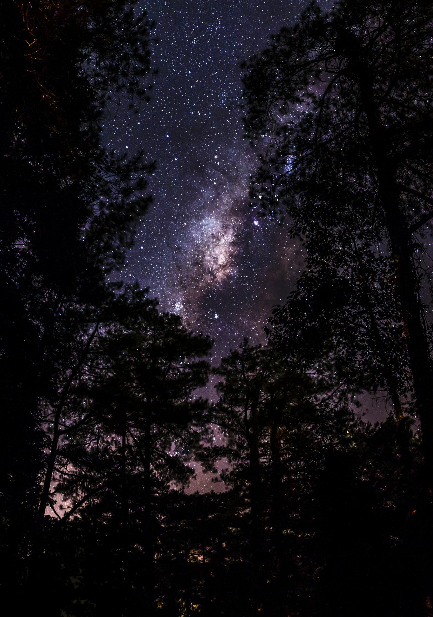 Breathtaking view of a star-filled night sky with forest silhouettes, creating a serene and mystical atmosphere.