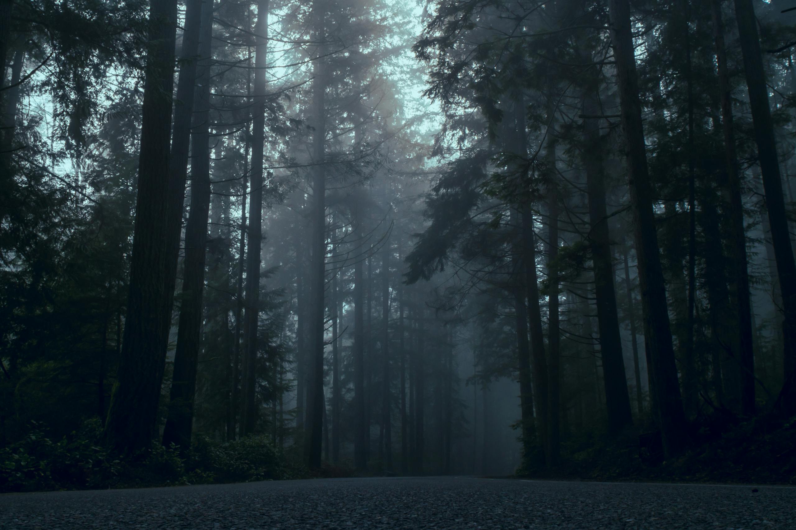 Moody forest scene with towering trees surrounded by dense fog at twilight