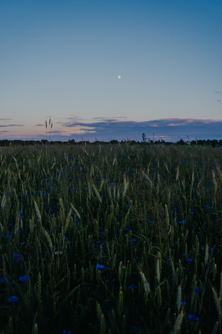 Capture the serene beauty of a wheat field at sunset, adorned with vibrant cornflowers under a calming sky.