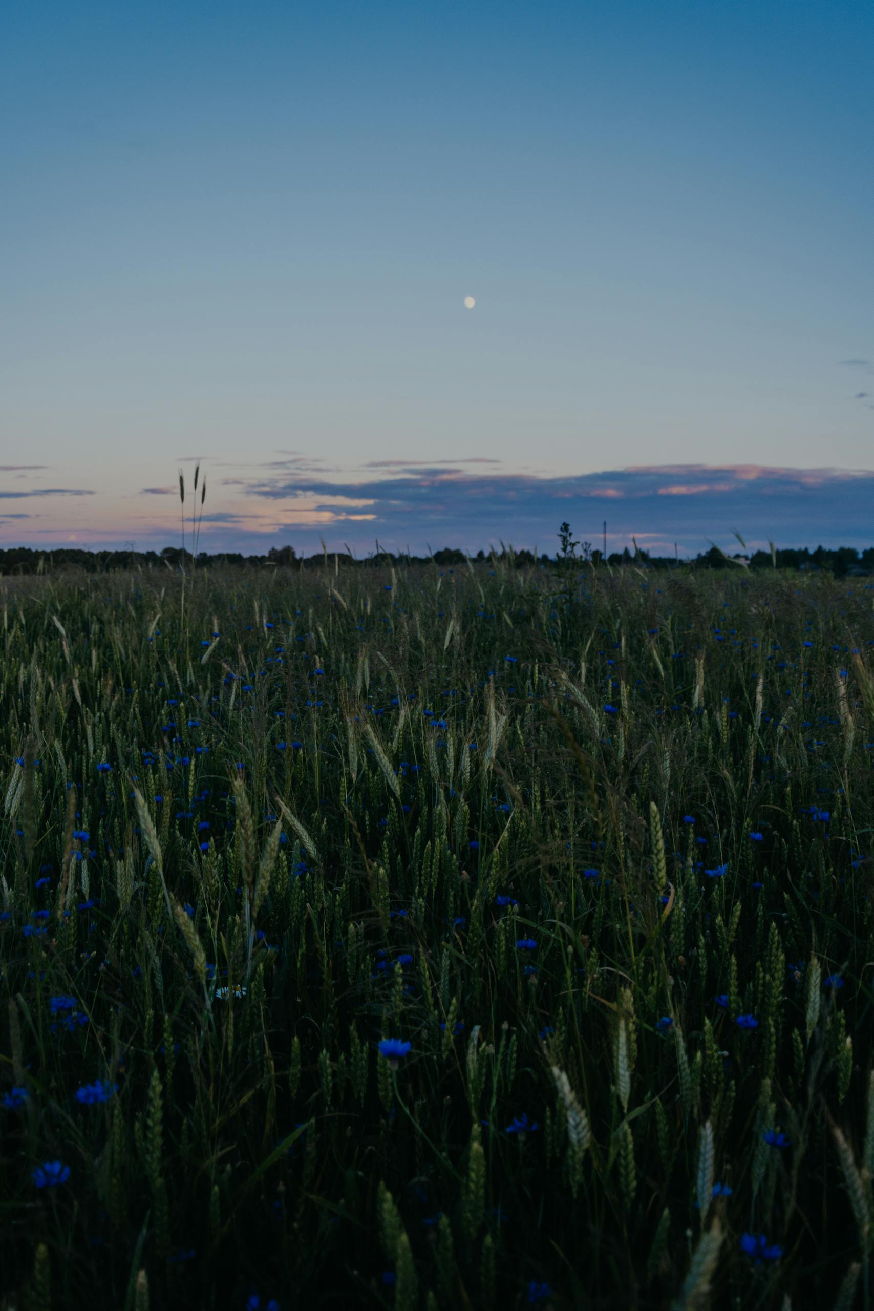 Capture the serene beauty of a wheat field at sunset, adorned with vibrant cornflowers under a calming sky.